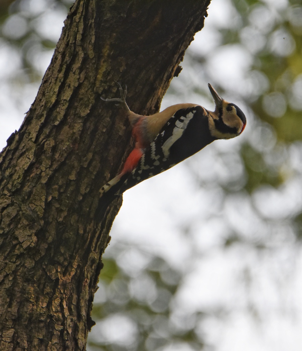 大斑啄木鸟树木医生