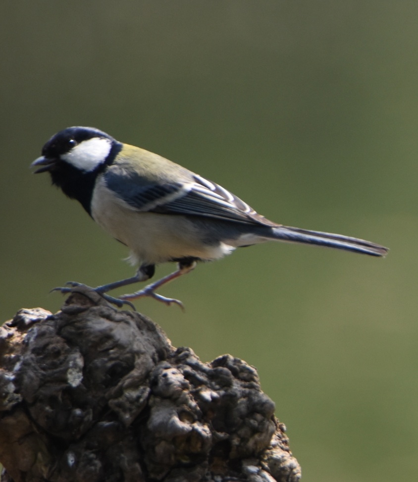 南京钟山风景区的部分鸟儿