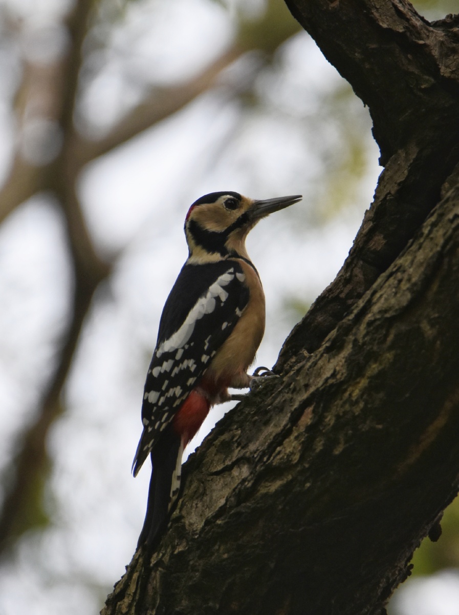 大斑啄木鸟树木医生
