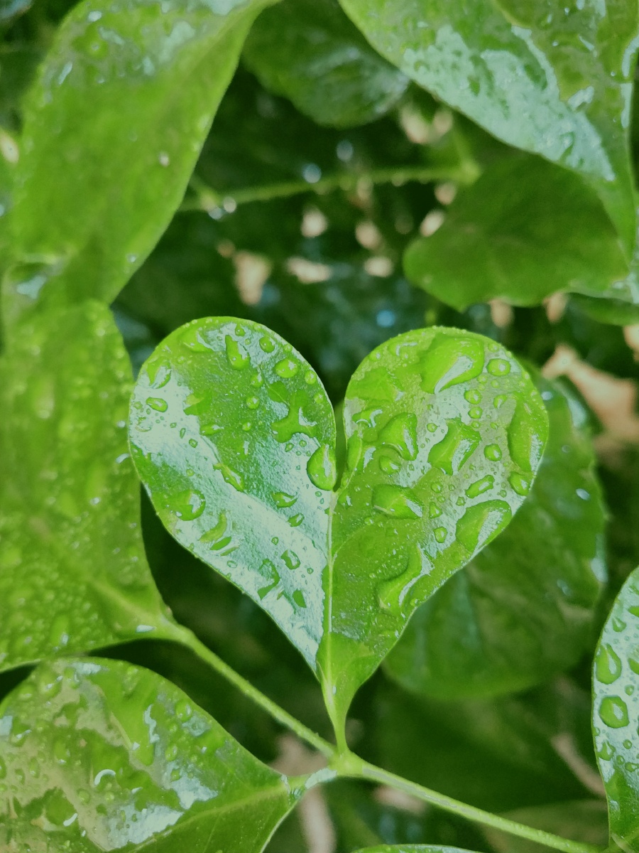 爱心叶子
