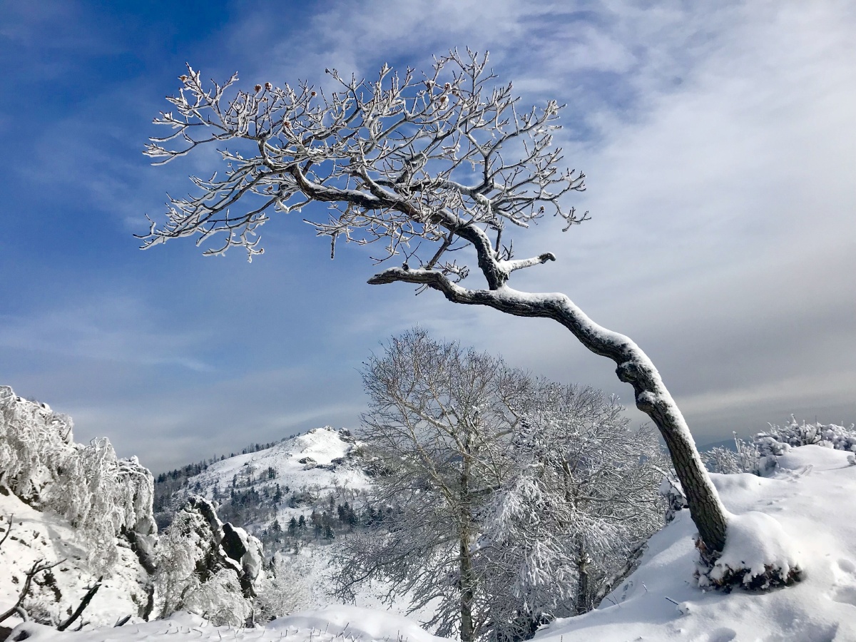 西土山雪松