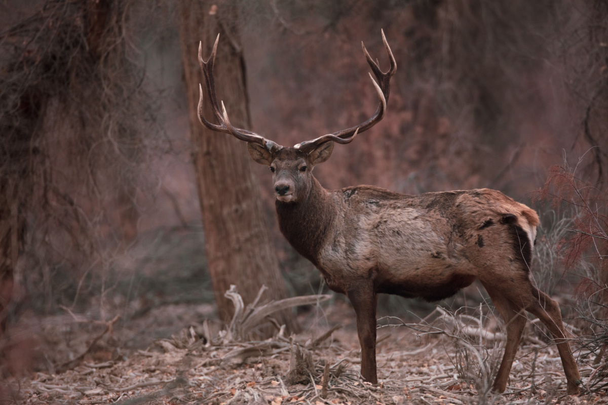 塔里木野生马鹿