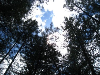 森林天空