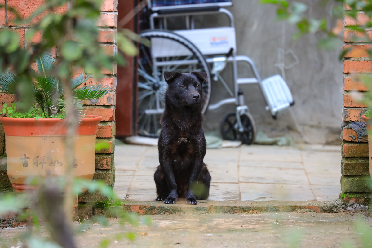 《看家护院》 狗是人类最忠诚的朋友,看家护院,陪伴忠心