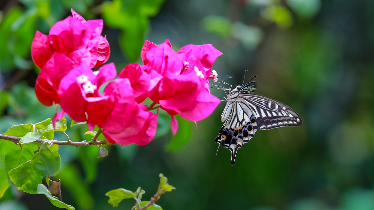 《蝶恋花》,三角梅与蝴蝶