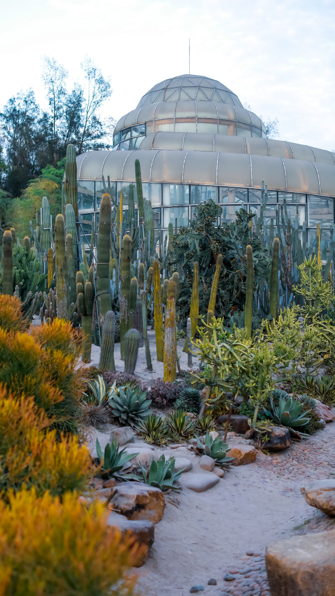 厦门植物园里的多肉植物园
