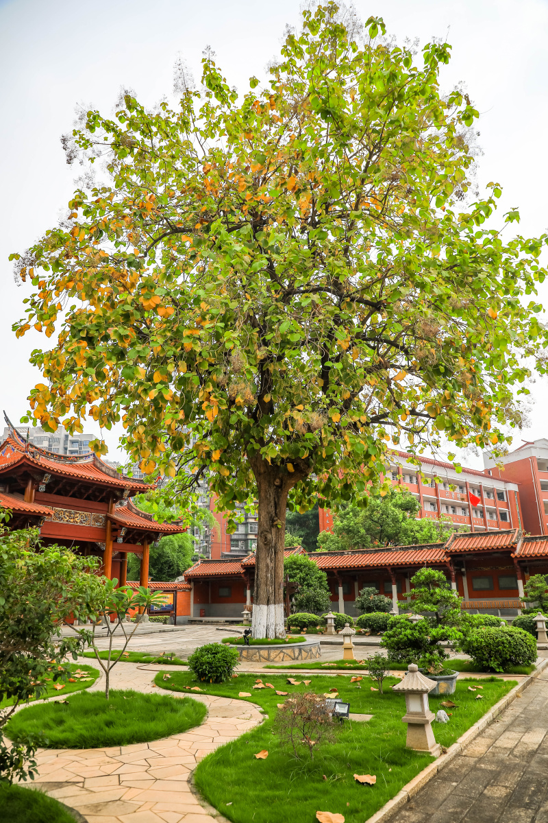 《同安孔庙》#孔庙#厦门#古建筑#文化#传承#孔子 - 潘兰齐 - 图虫