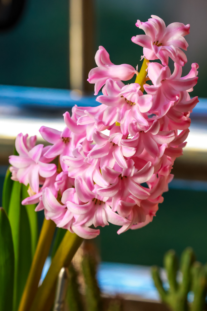 风信子 - 潘兰齐 - 图虫