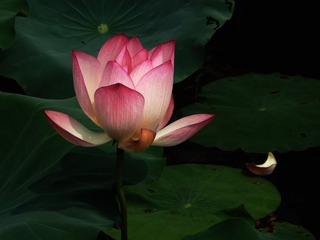 出水芙蓉