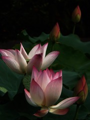 护子