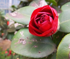 花火花红