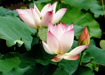 花容