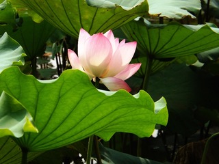 夏末