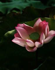 展示