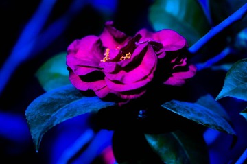 DSC06214-1