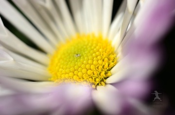 _DSC3491