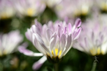 _DSC3492