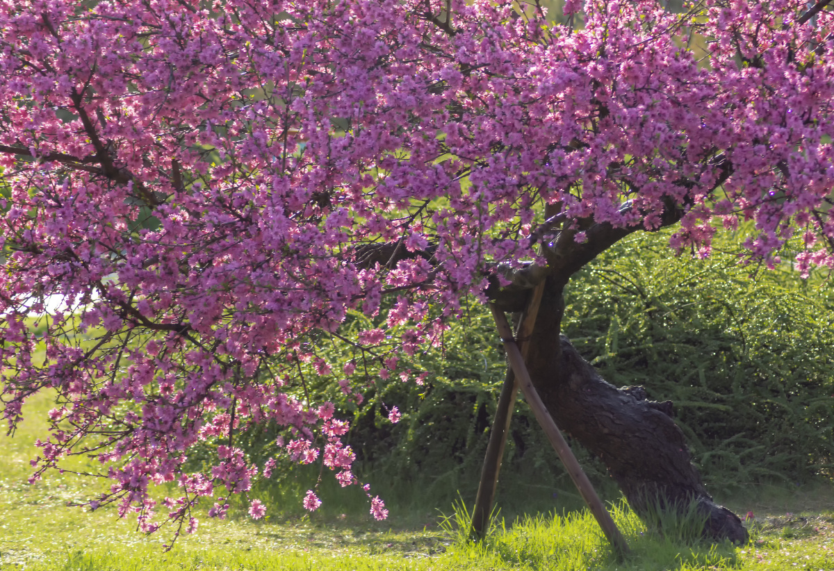 桃花依旧笑春风 - 风景这边好fjzbh - 图虫