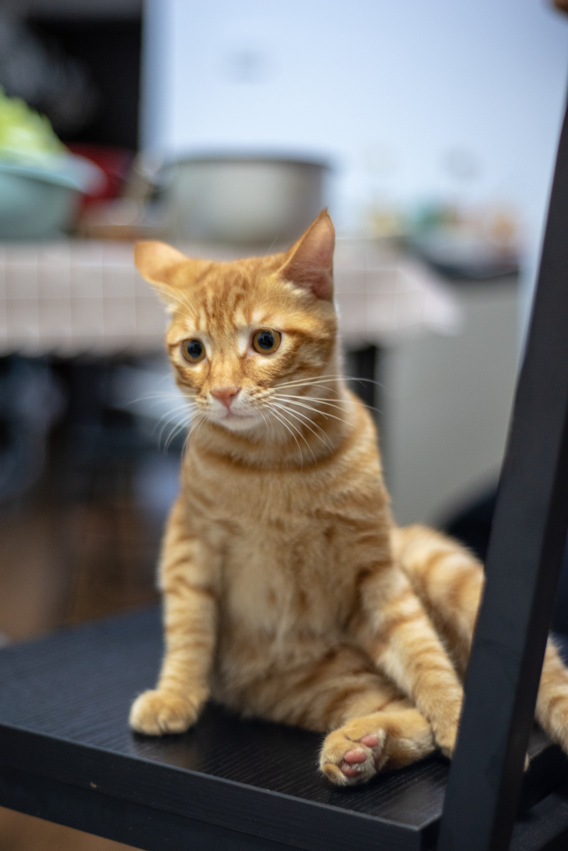一只橘猫猫