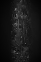 1000041085