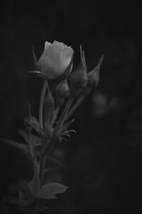 1000042573