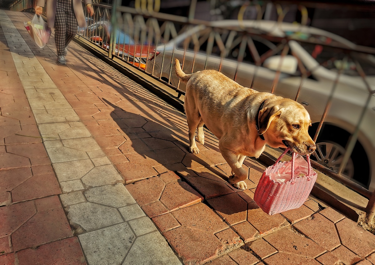 大黄狗刁着菜篮陪伴主人上街买菜