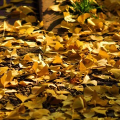 _DSC00922.jpg