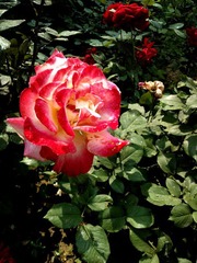 WP_000303.jpg