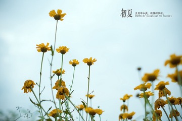 _DSF3266