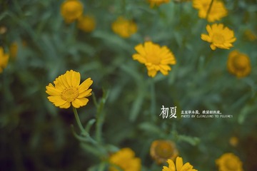 _DSF3279