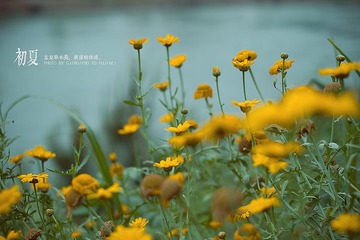 _DSF3296