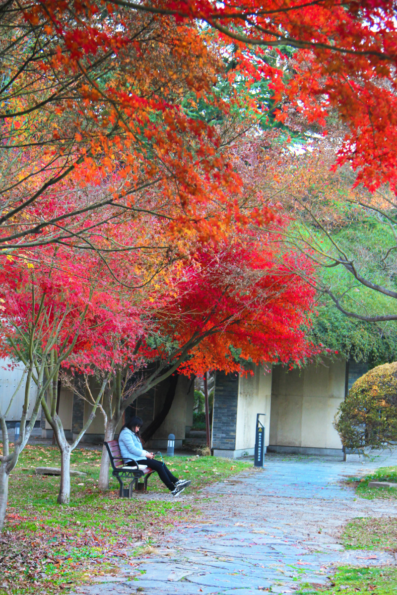 西安交通大学的秋天