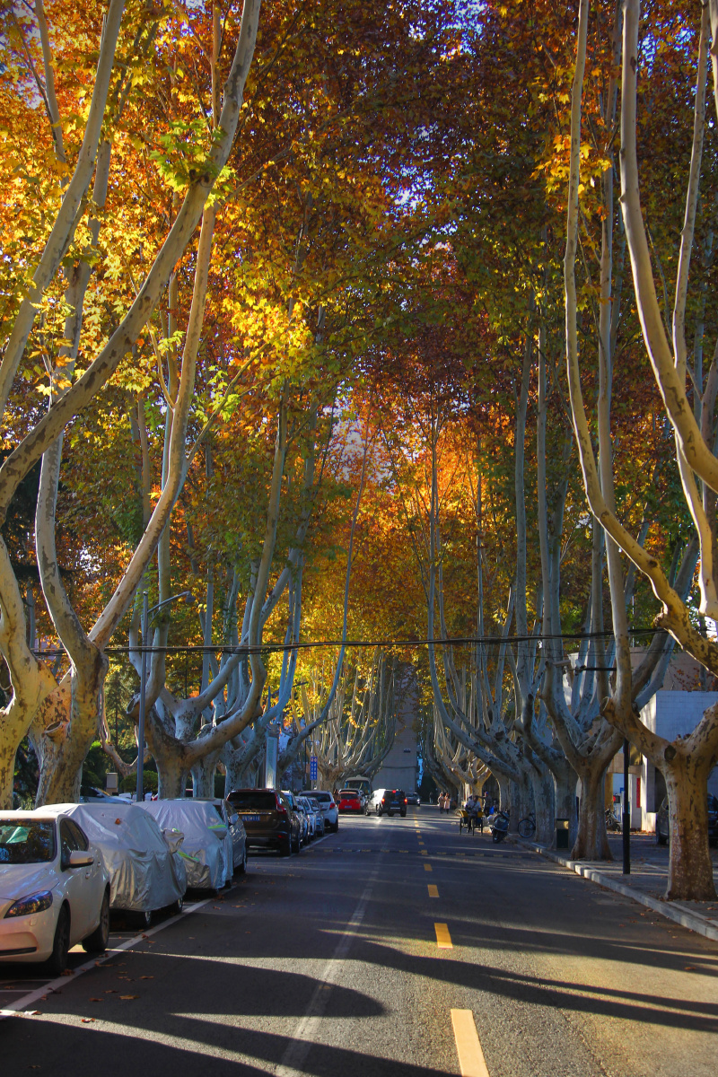西安交通大学的秋天