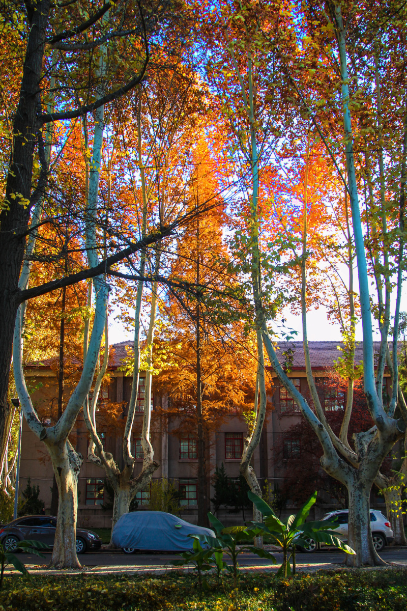 西安交通大学的秋天