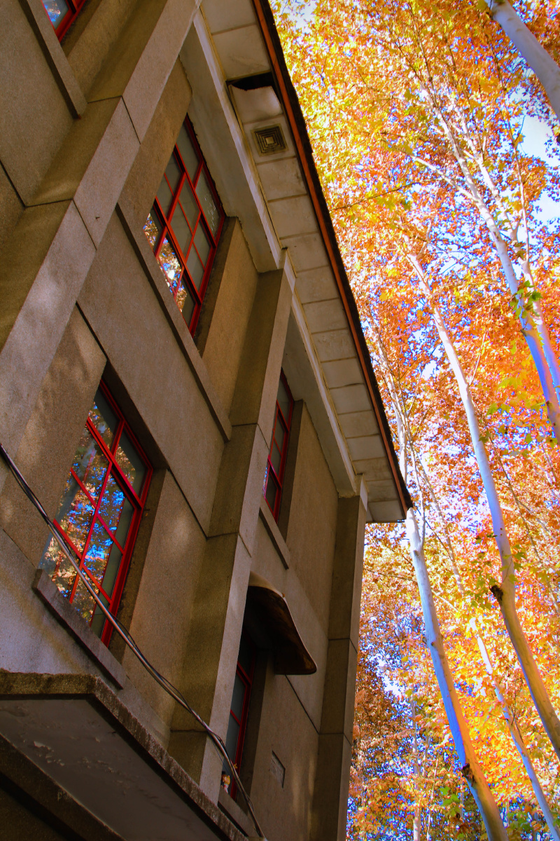 西安交通大学的秋天