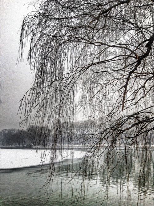 雪后玉渊潭