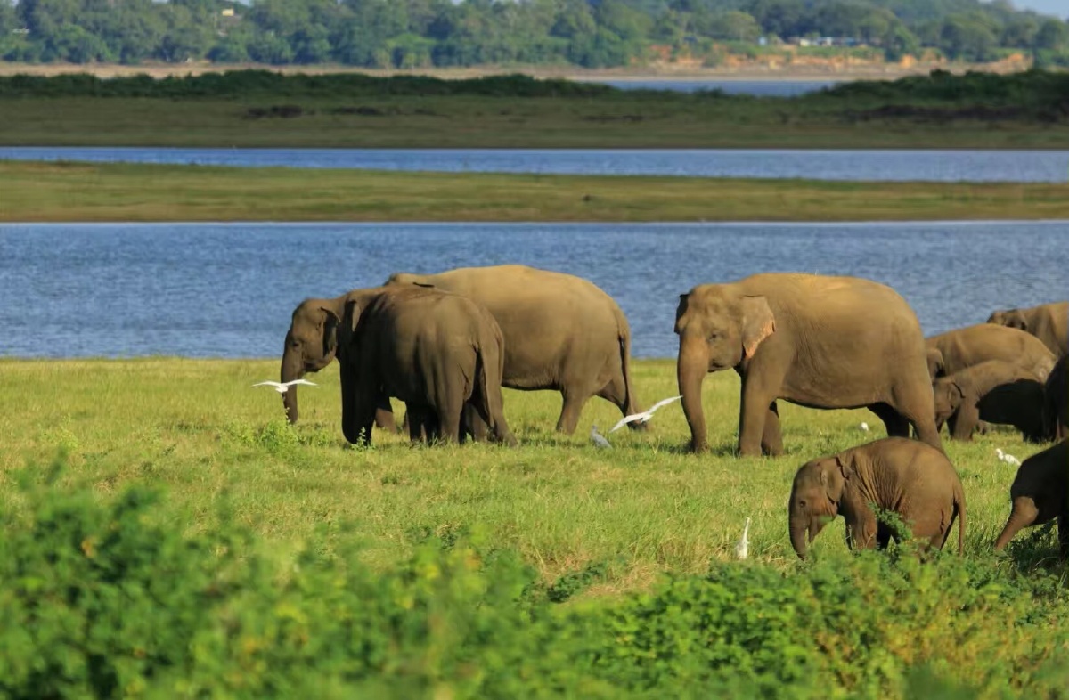来到斯里兰卡,越过丛林,看到这一幕,太神奇了,可爱的大象们?