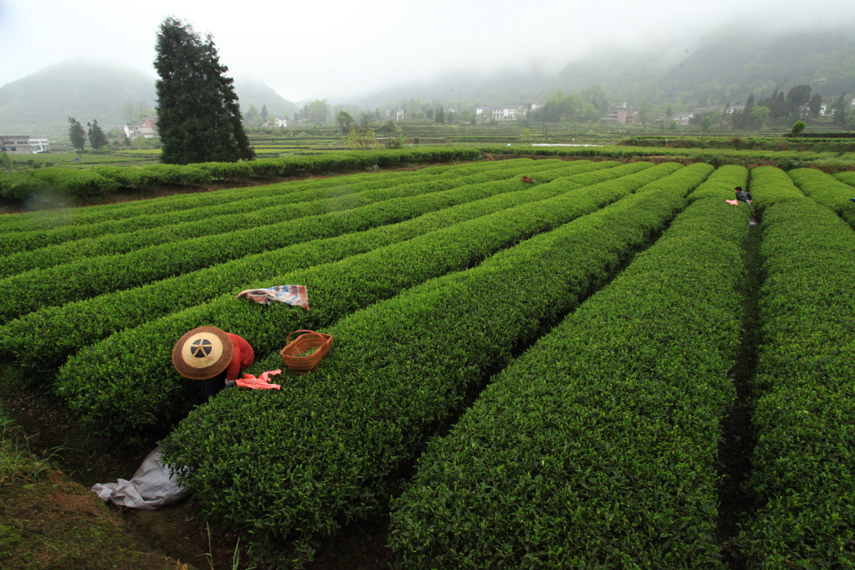 关于茶的种种 茶山 茶树 茶农 贵州 - 饕餮九天 - 图虫