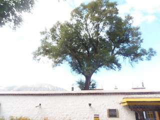 P1010068