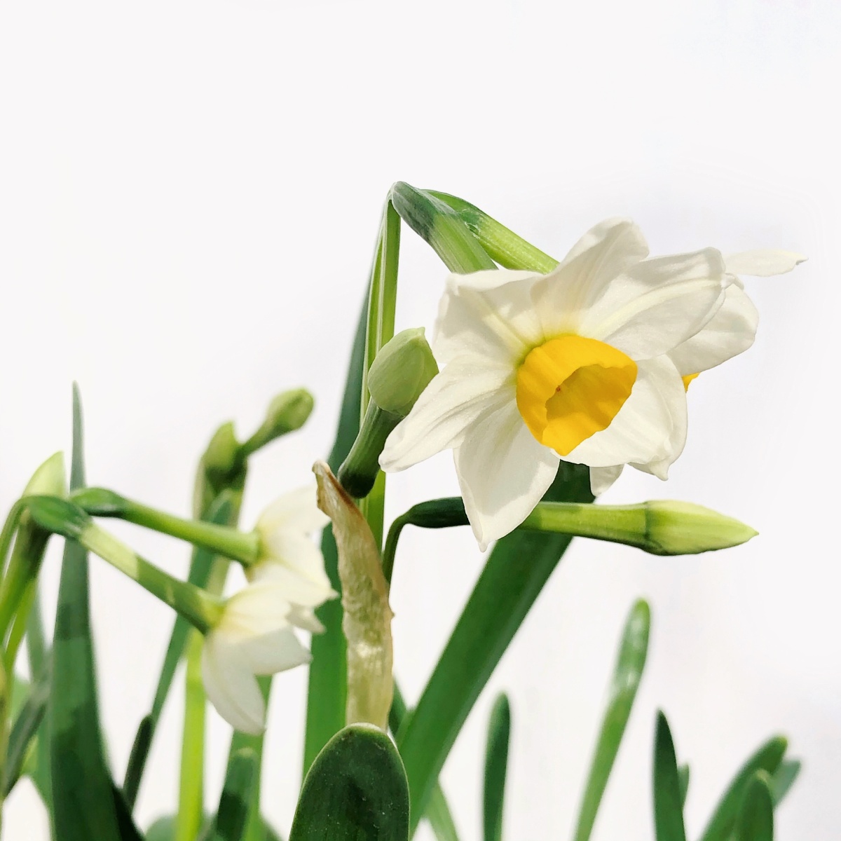 水仙花 武夷岩茶水仙 - 茗山金芽的图片 - 图虫