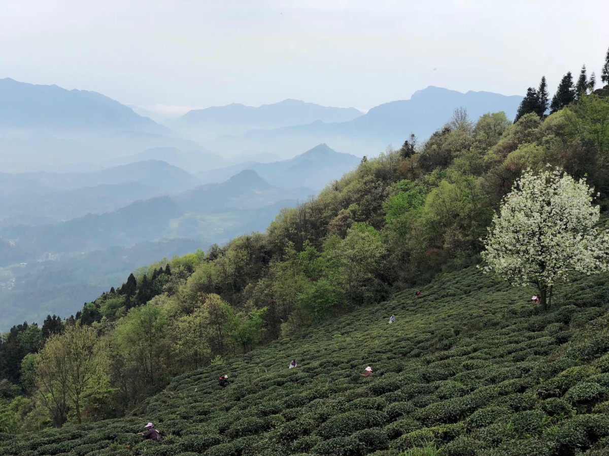 蒙顶山高山有机茶园