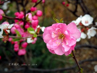 DSCF8398_