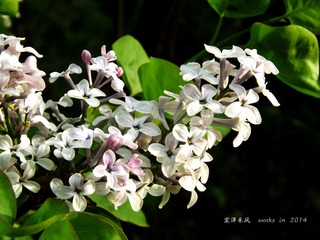 DSCF8525_