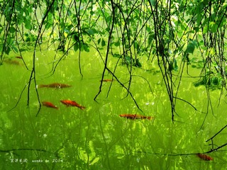 DSCF9679_