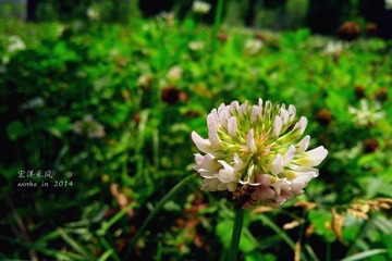 IMG20140621027_