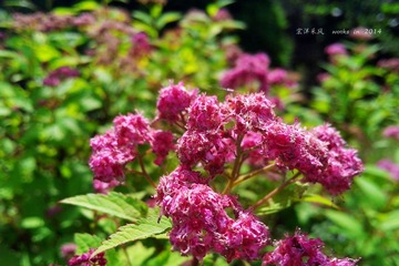 IMG20140621037_