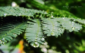 DSCF0887_