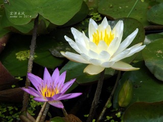 DSCF1156_