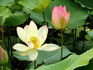 DSCF1164_