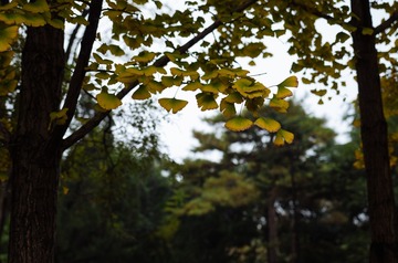 20161107-IMGP1394